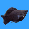 Моллинезия черная баллон (Poecilia sphenops black Molly balloon)