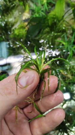 Эхинодорус нежный травянистый (Echinodorus tenellus)