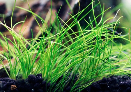 Элеохарис парвула (Eleocharis parvula)