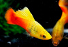 Пецилия пестрая радужная высокоплавничная (Xiphophorus variatus sunset rainbow hai-fin Platy)