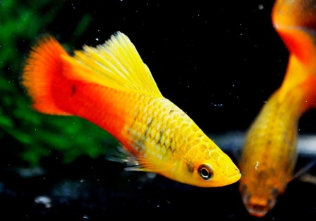 Пецилия пестрая радужная высокоплавничная (Xiphophorus variatus sunset rainbow hai-fin Platy)
