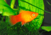 Пецилия солнечная закат (Xiphophorus maculatus sunset Platy) сансэт