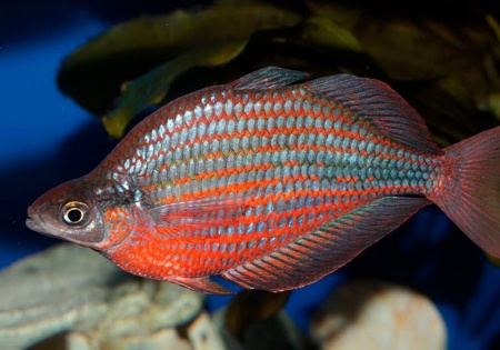 Глоссолепис красный (Glossolepis incisus)