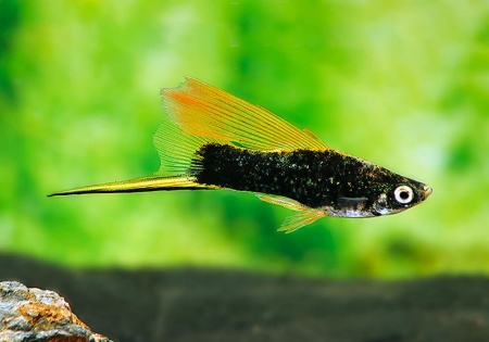 Меченосец Геллера черный флаговый (Xiphophorus helleri Black Sword Hi Fin)