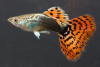 Гуппи Гвоздика (Poecilia Reticulata)