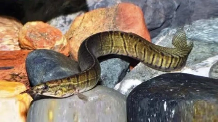 Макрогнатус зебровый (Macrognathus zebrinus)  7-8 см