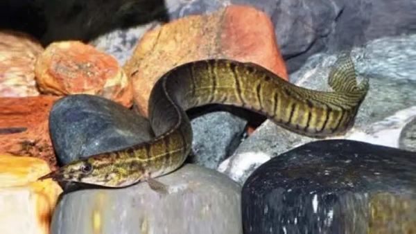 Макрогнатус зебровый (Macrognathus zebrinus)  7-8 см