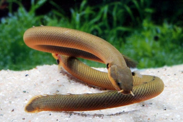 Каламоихт Калабарский [Calamoichthys calabaricus] Рыба-змея