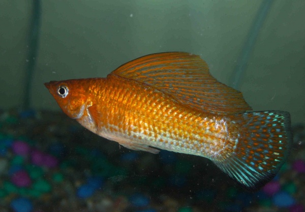 Моллинезия оранжевая парусный (Poecilia velifera orange Molly sailfin)