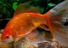 Золотая рыбка Комета красная (Goldfish Comet red)