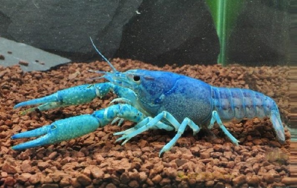 Рак Флоридский голубой, синий (Procambarus alleni)