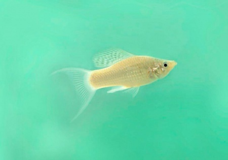 Моллинезия снежинка лирохвостая (Poecilia latipinna Silver lyretail Molly)