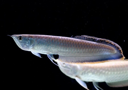 Арована Черная (Osteoglossum ferreirai) 25-30см