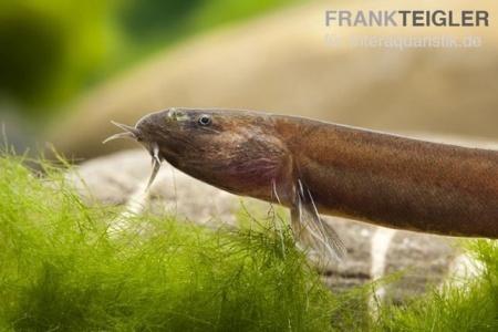Акантофтальмус Блэк Яванский (Acanthophthalmus Pangio oblonga ) P.javanicus)