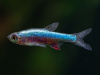 Расбора Аксельрода (Rasbora axelrodi)