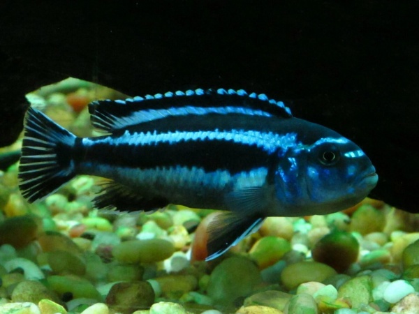 Цихлида Меланохромис Майнгано (Pseudotropheus cyaneorhabdos)