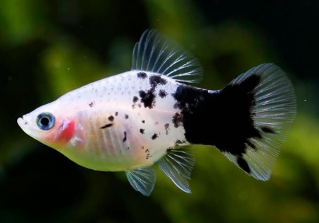 Пецилия панда (Xiphophorus maculatus panda Platy)