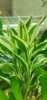 Драцена (Dracaena sanderina)