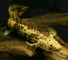 Полиптерус Эндлихера (Polypterus endlicheri) 5-7 см