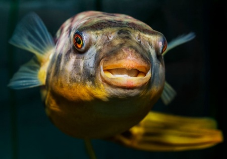 Тетрадон Фахака (Tetraodon fahaka) (2,5 см)