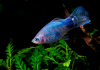 Пецилия синяя (Xiphophorus maculatus blue)