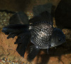 Оранда черная (Goldfish Oranda black) 10-12 см