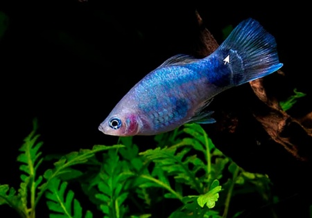 Пецилия синяя (Xiphophorus maculatus blue)