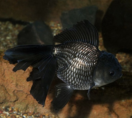 Оранда черная (Goldfish Oranda black) 10-12 см