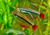 Кардинал (Tanichthys albonubes) 2 см