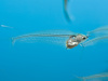  Стеклянный сом (Kryptopterus vitreolus)