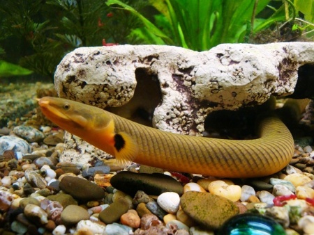 Каламоихт Калабарский [Calamoichthys calabaricus] Рыба-змея