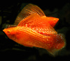 Моллинезия оранжево красная парусная  (Poecilia velifera Red Sunset Sailfin Molly)