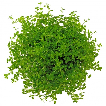 Микрантенум Монтекарло (Micranthemum Montecarlo)
