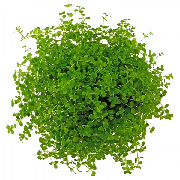 Микрантенум Монтекарло (Micranthemum Montecarlo)