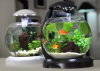 Аквариум круглый  6.8л Tetra Cascade Globe Зеленый
