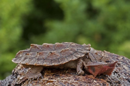 (Черепаха Мата Мата Chelus fimbriata)  7-8 СМ ПО ПАНЦИРЮ.