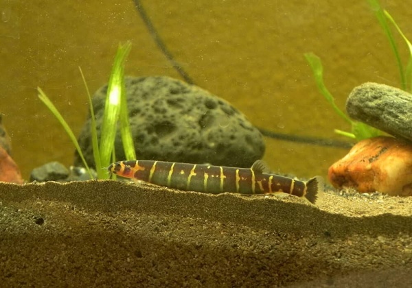 Акантофтальмус Майерса (Acanthophthalmus myersi)
