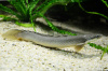Полиптерус Сенегальский (Polypterus senegalus) 5-6 см 
