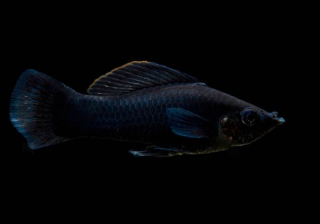 Моллинезия черная  (Poecilia sphenops Black Molly)