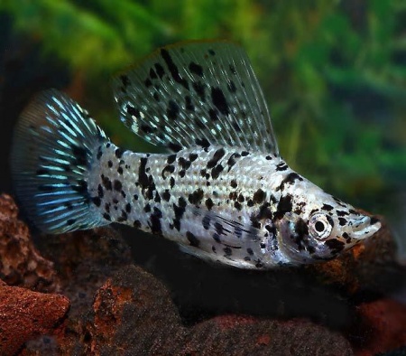 Моллинезия Долматинец парусный (Poecilia latipinna)