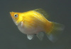 Моллинезия золотой баллон (Poecilia sphenops Golld Molly balloon)