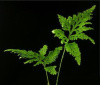 Папоротник Плаун (Selaginella wildenowii)
