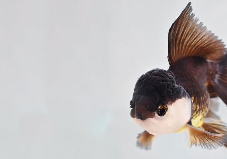 Оранда панда (Goldfish Oranda panda)