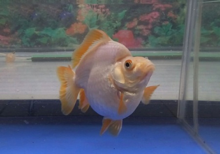 Риукин белый короткохвостый (Goldfish Ryukin white short tail)