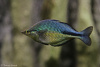 Радужница Озерная Меланотения Бирюзовая (Melanotaenia lacustris)