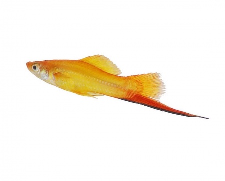 Меченосец Золотая комета (Xiphophorus helleri Golden)