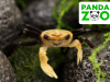 Краб Панда Борнео Krab Panda - (Lepidothelphusa cognetti) самка