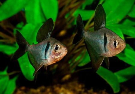Тетра орнатус Черный (Hyphessobrycon megalopterus) или черный фантом