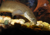 Полиптерус Сенегальский (Polypterus senegalus) 5-6 см 