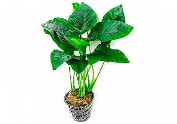 Анубиас Бартери (Anubias barteri var. Barteri)